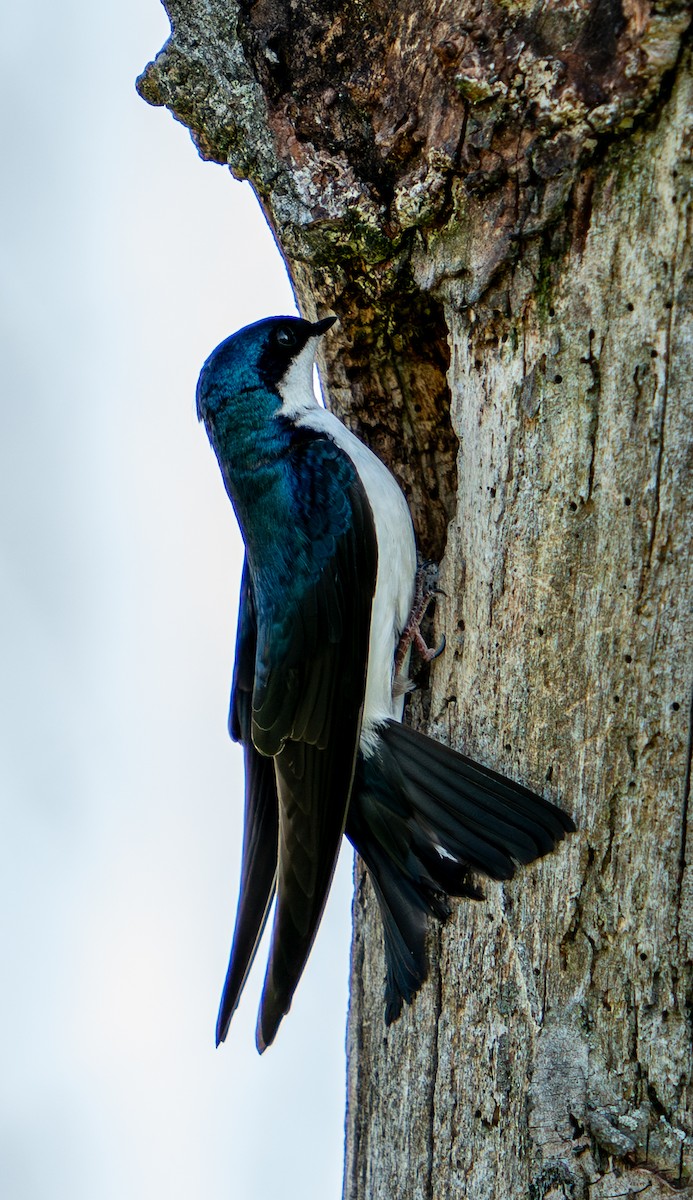 Tree Swallow - Art Webster