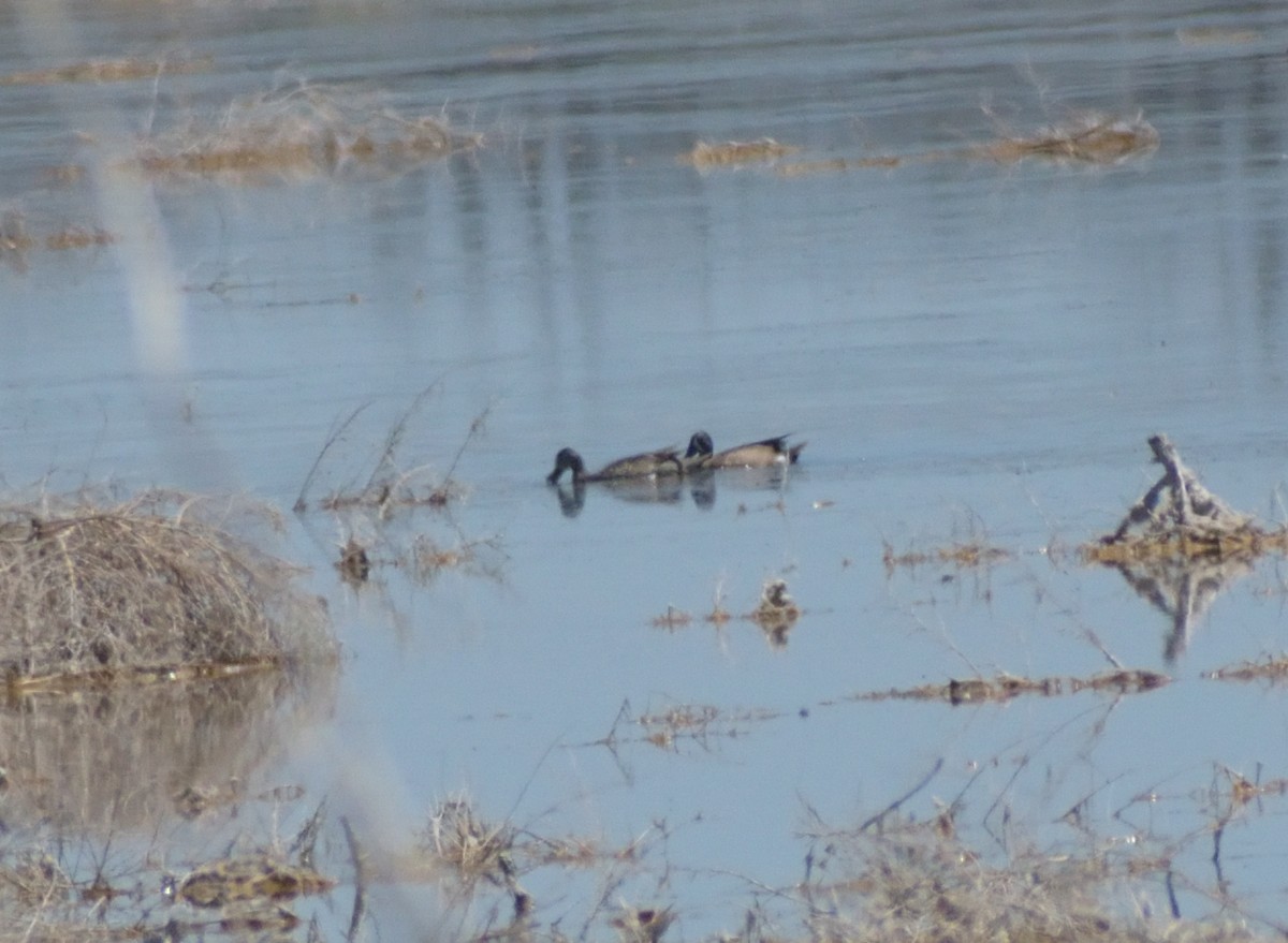 Blue-winged Teal - Robert Tonge