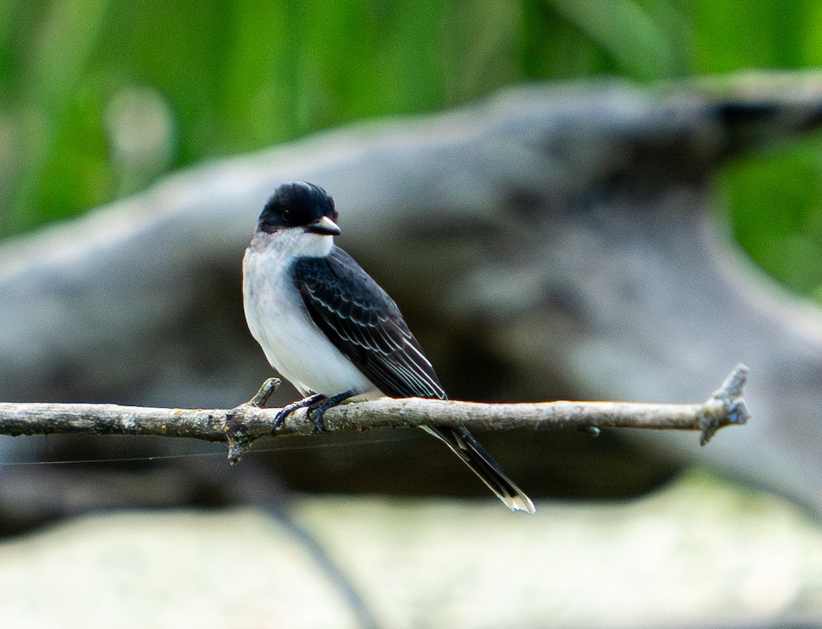 Eastern Kingbird - Art Webster