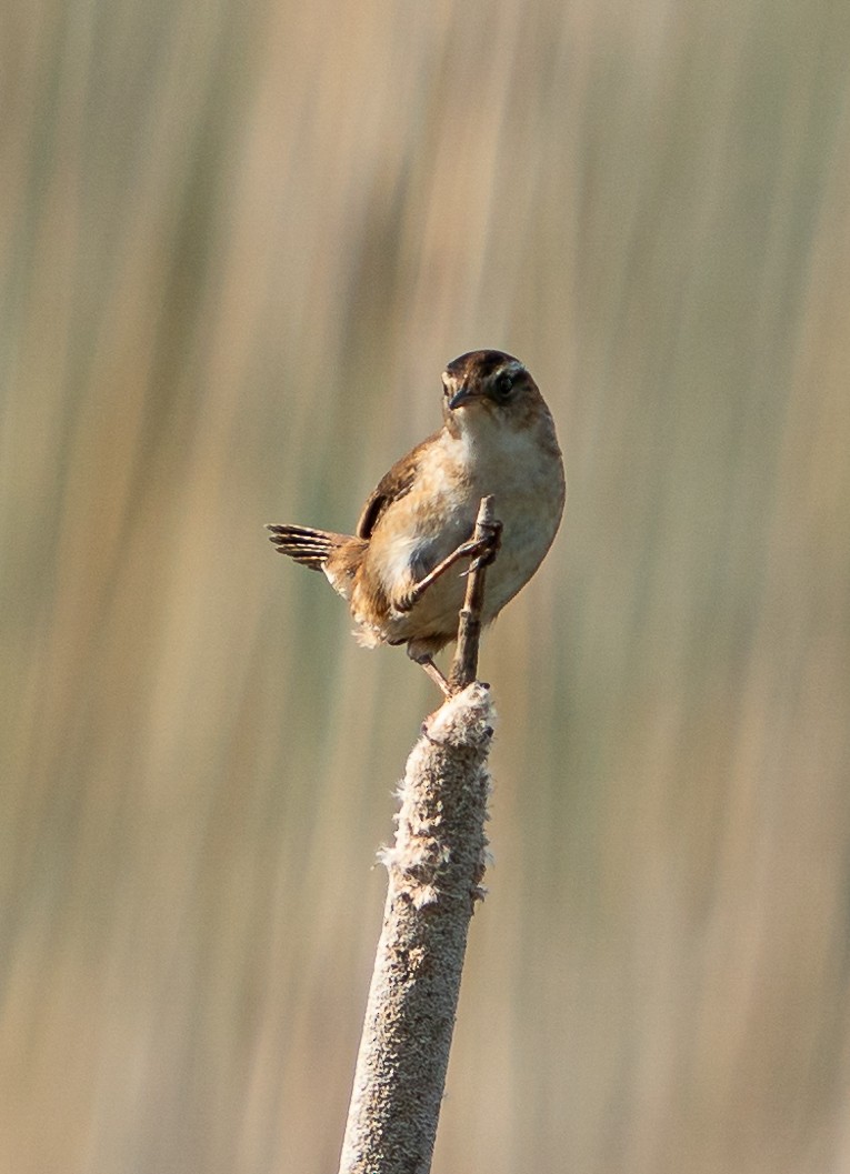 Marsh Wren - Art Webster