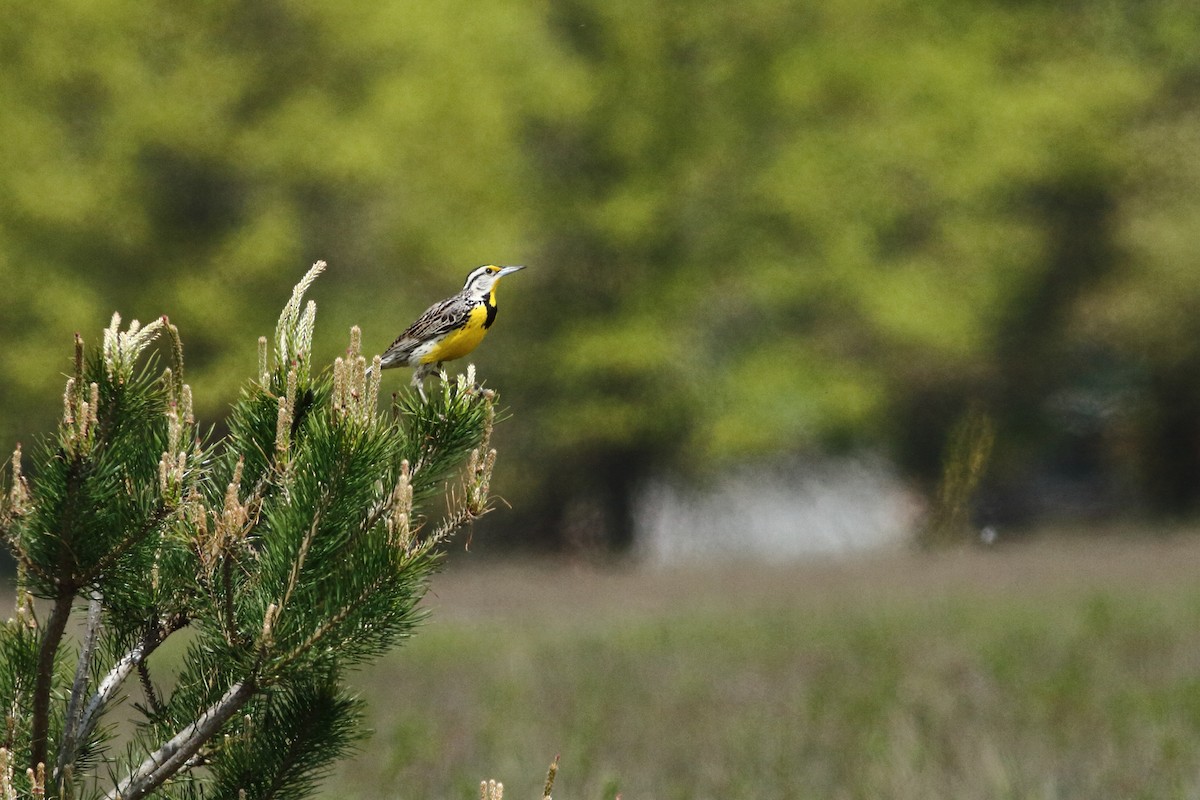 Eastern Meadowlark - ML619453708