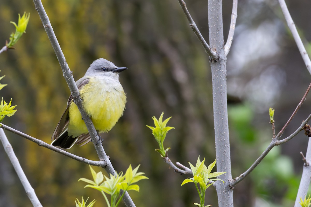 Western Kingbird - David R. Scott