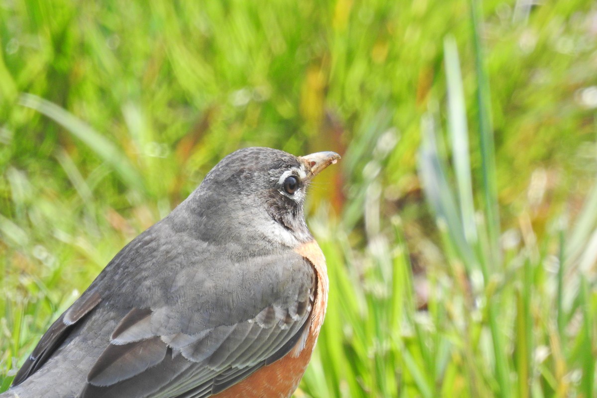 American Robin - Jarvis Shirky