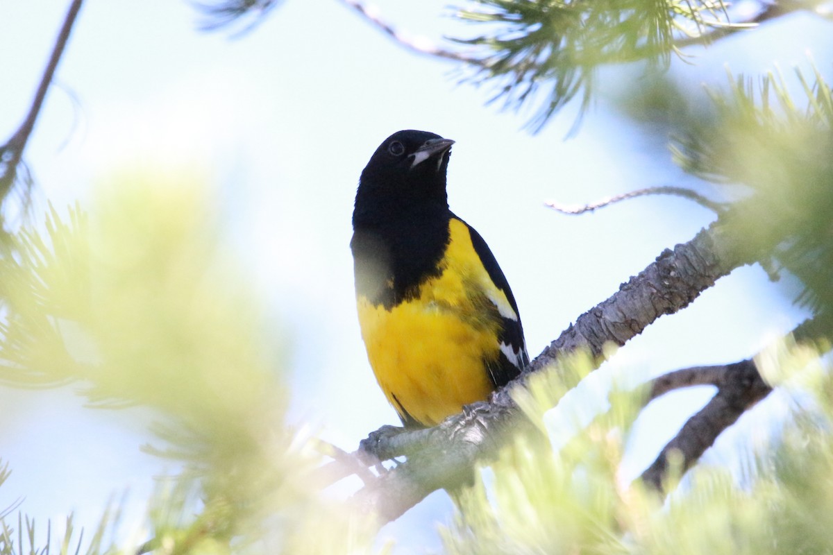 Scott's Oriole - Jesse Pline