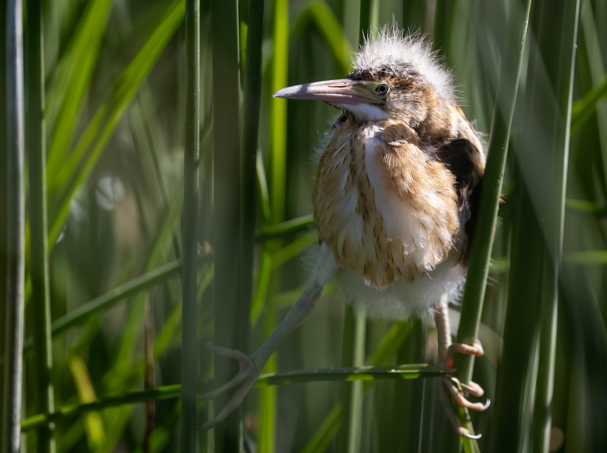 Least Bittern - Cristina Avila