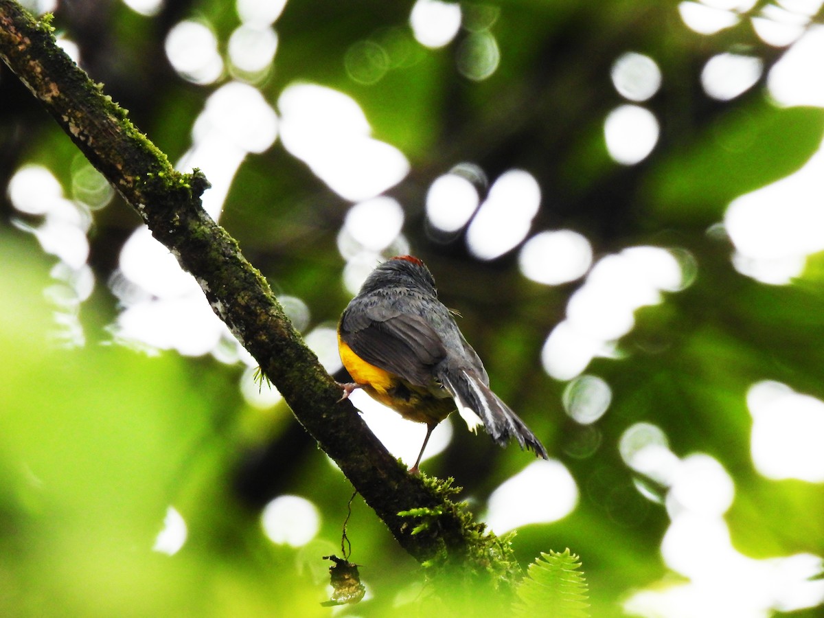 Slate-throated Redstart - Marilyn Ureña