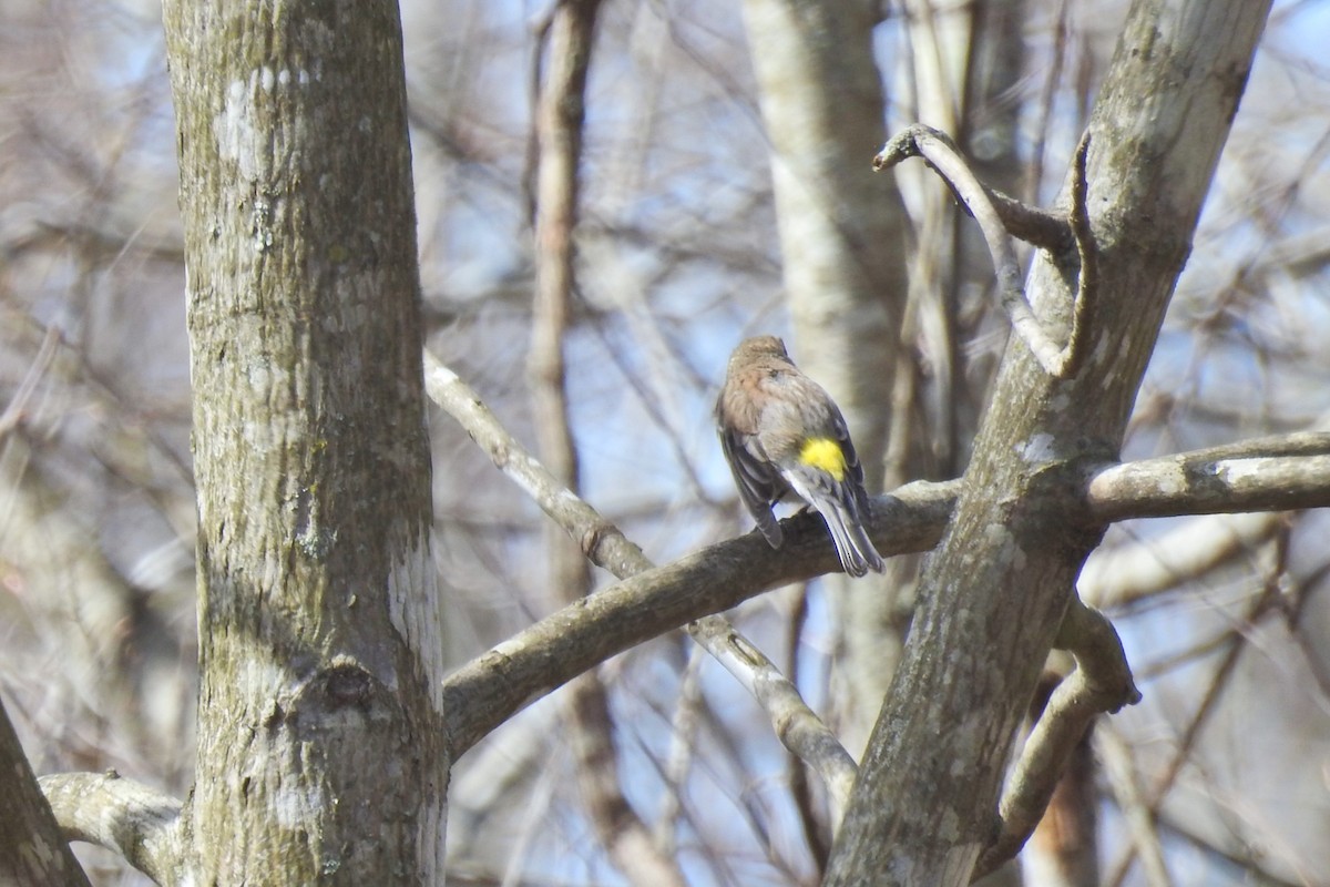 Yellow-rumped Warbler - Jarvis Shirky