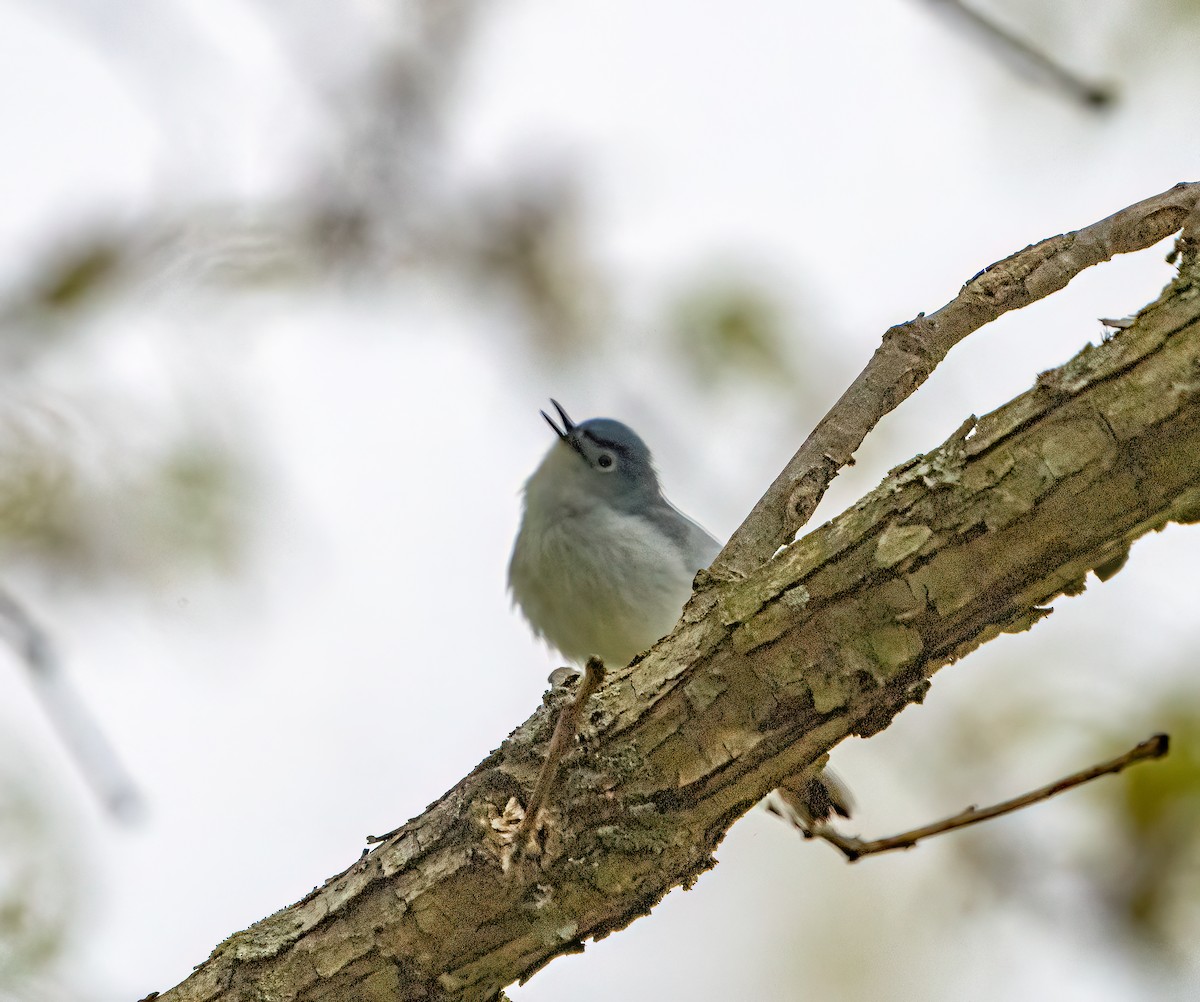 Blue-gray Gnatcatcher - ML619453744