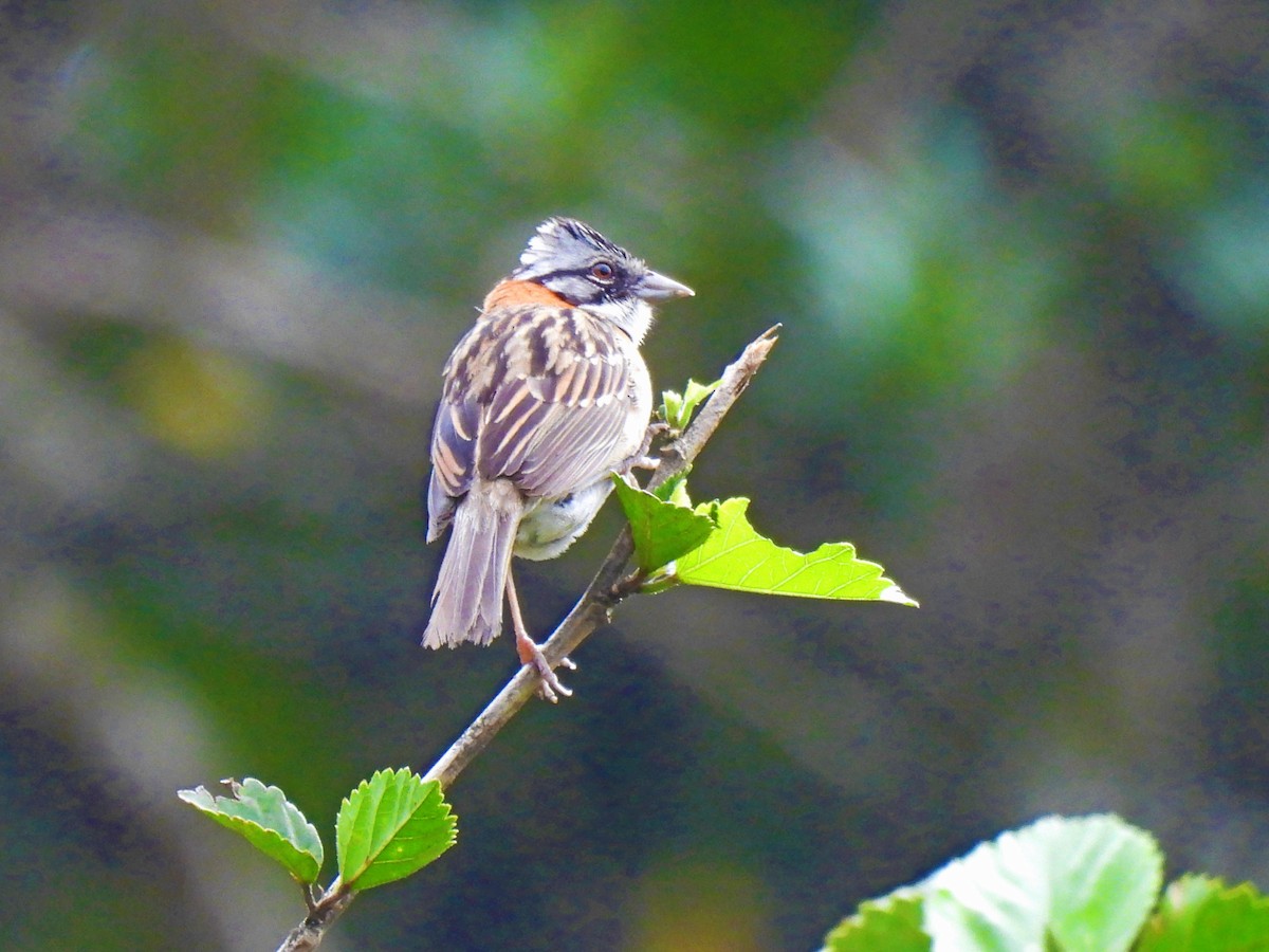 Rufous-collared Sparrow - Marilyn Ureña