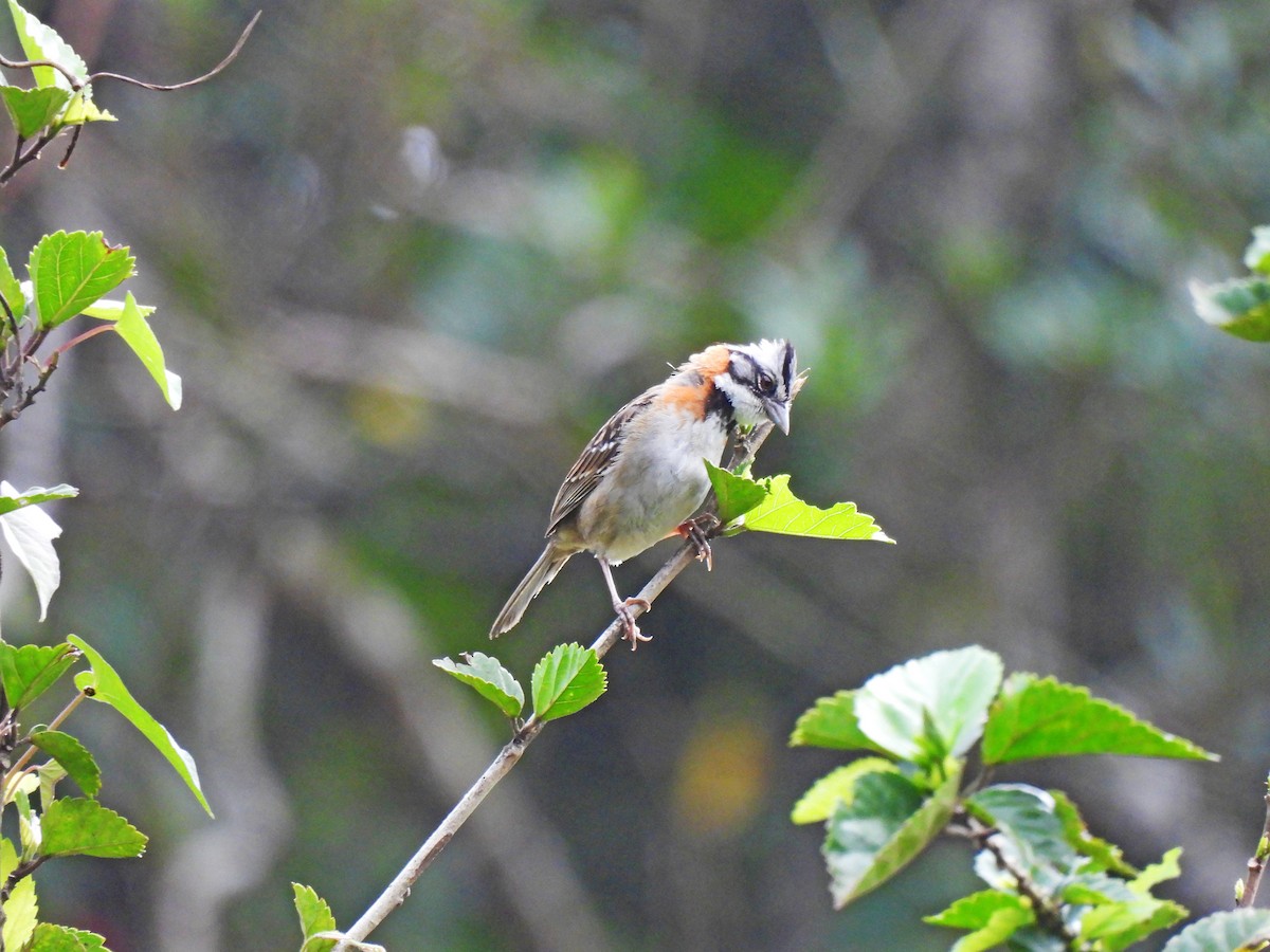 Rufous-collared Sparrow - Marilyn Ureña