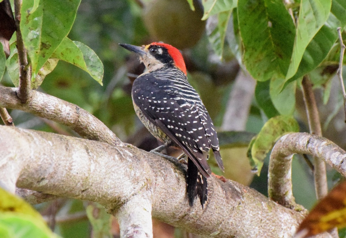 Black-cheeked Woodpecker - Laura Bakken