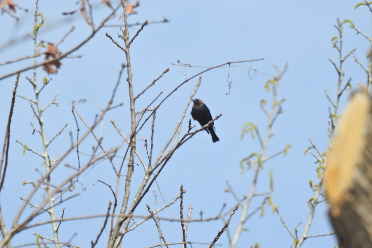 Brown-headed Cowbird - Jarvis Shirky