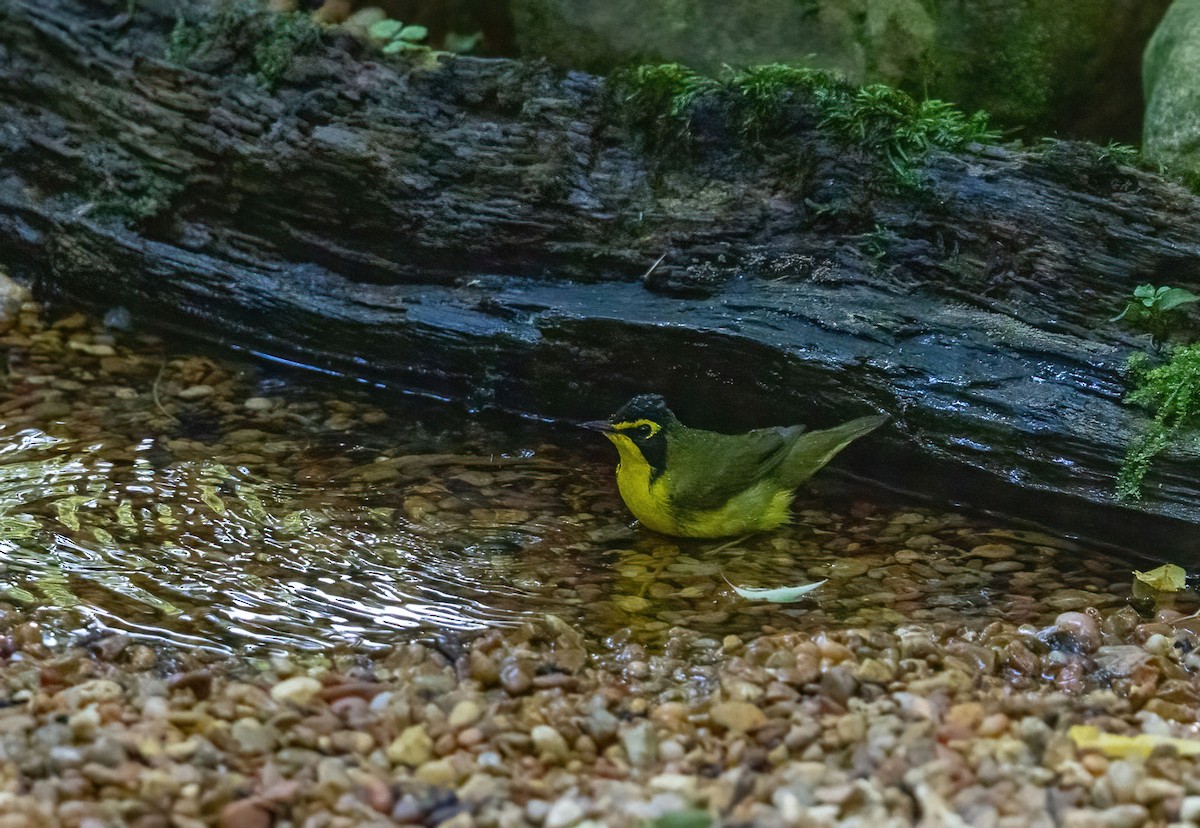 Kentucky Warbler - Karl Hagler