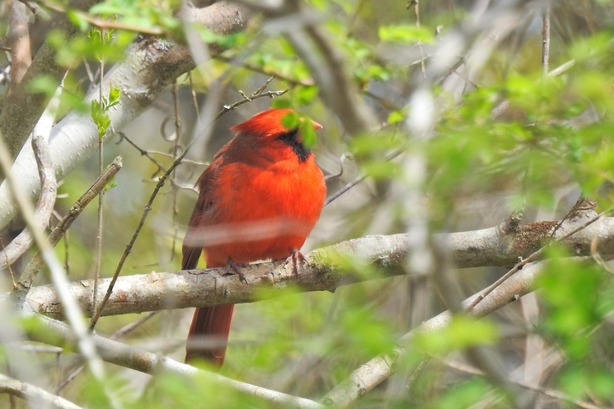 Northern Cardinal - Jarvis Shirky