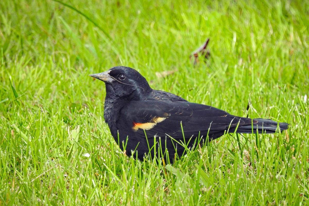 Red-winged Blackbird - Jarvis Shirky