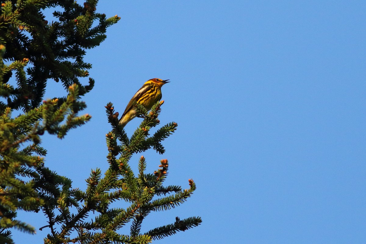 Cape May Warbler - Anonymous