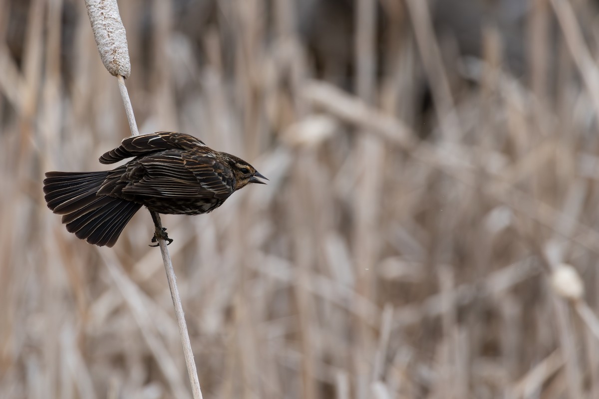 Red-winged Blackbird - David R. Scott