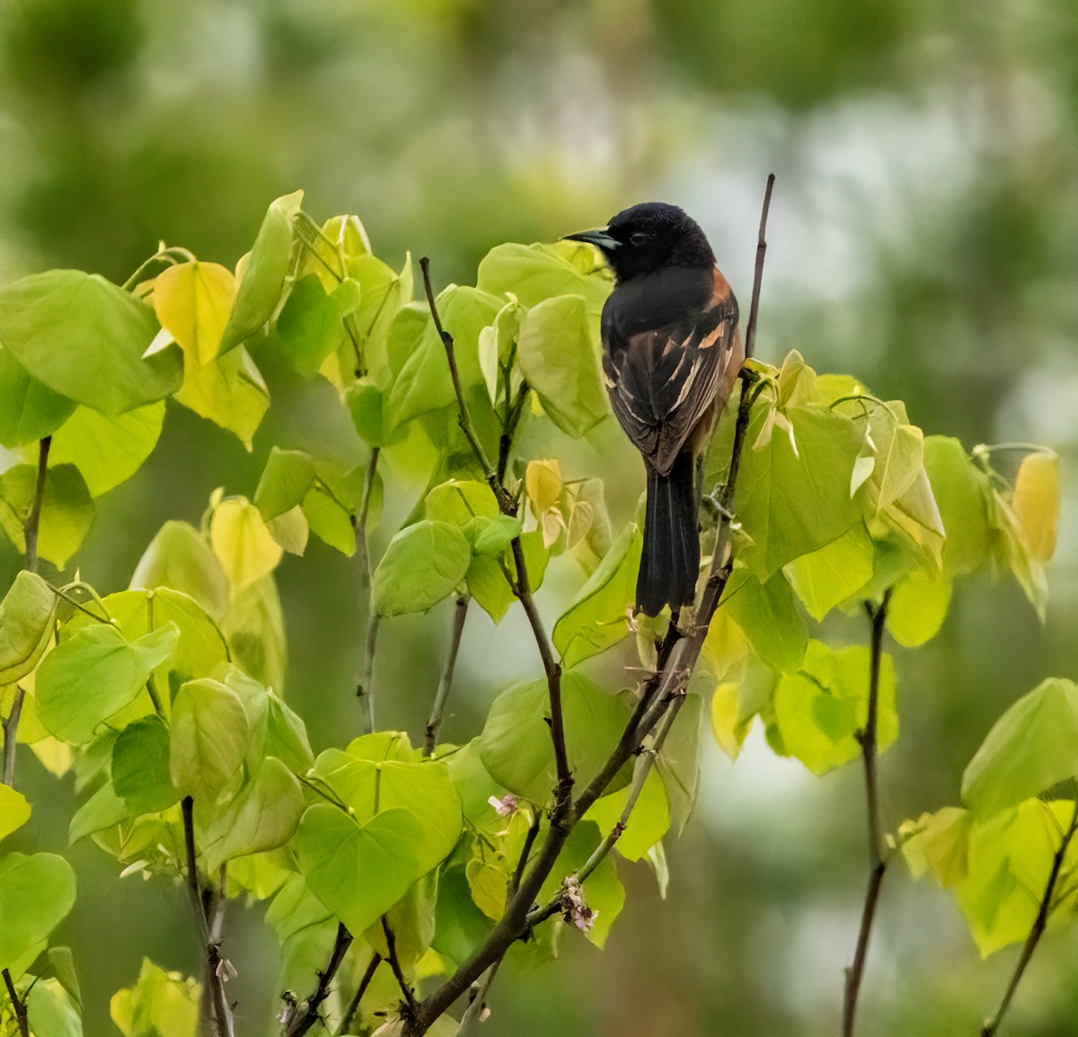 Orchard Oriole - ML619453771