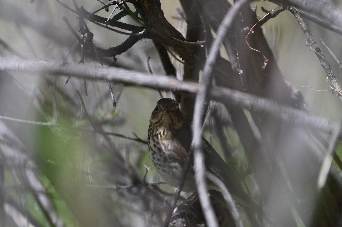 Swainson's Thrush - Brendan Beers