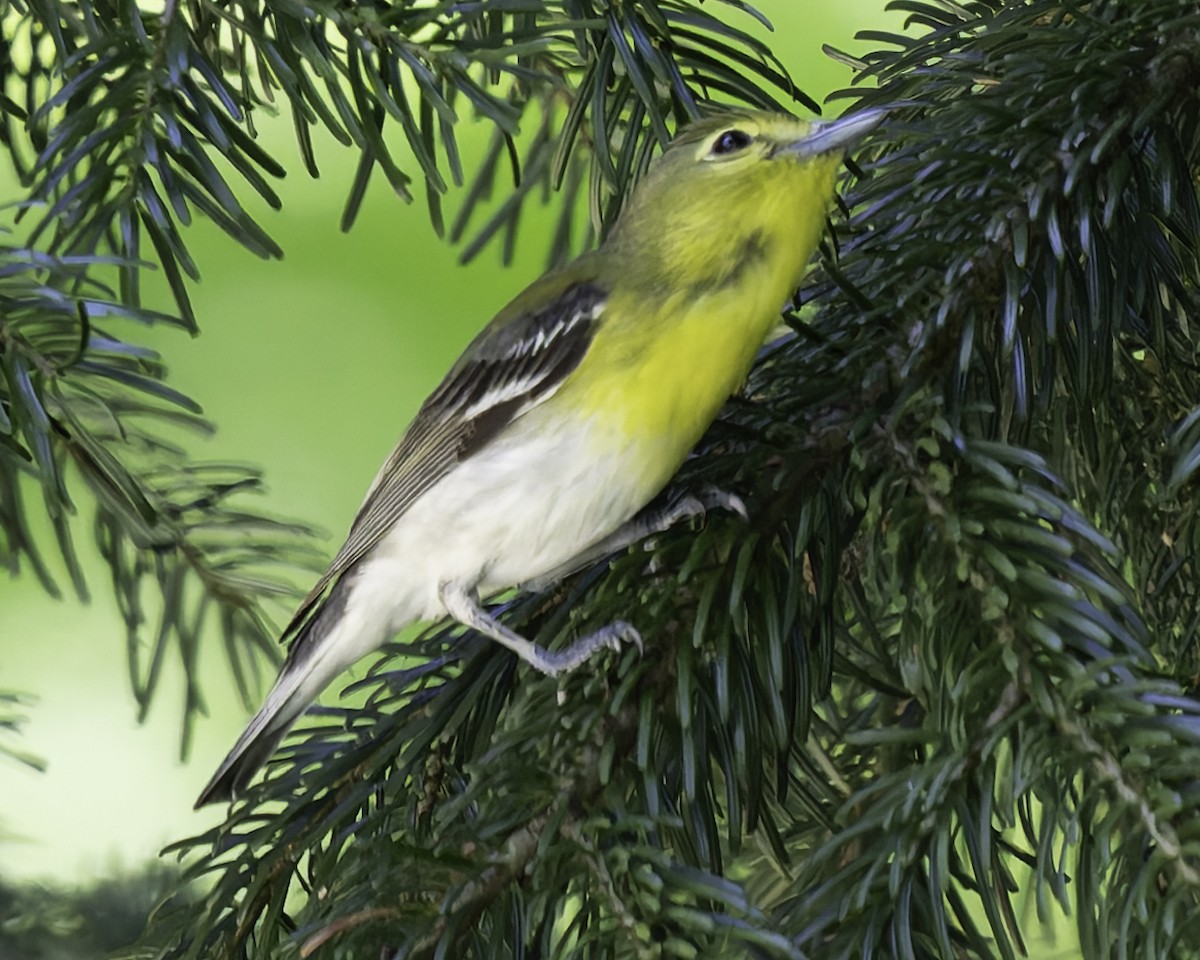 Yellow-throated Vireo - Grant Price