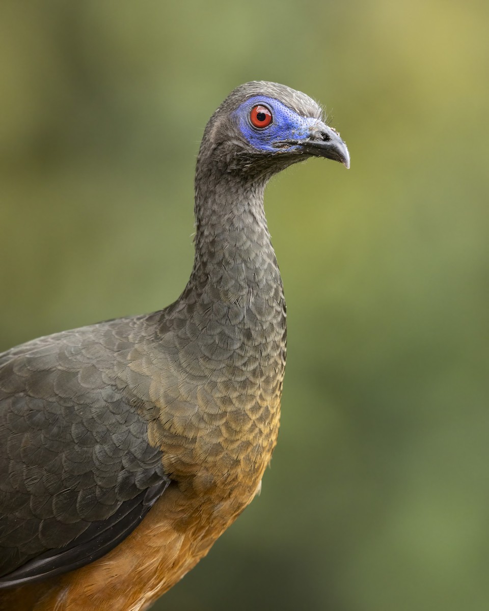 Sickle-winged Guan - Dorian Anderson