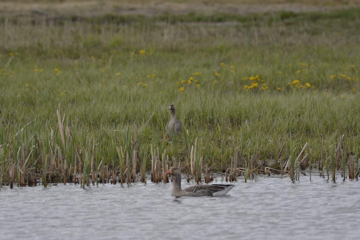 Greater White-fronted Goose - Pep Cantó