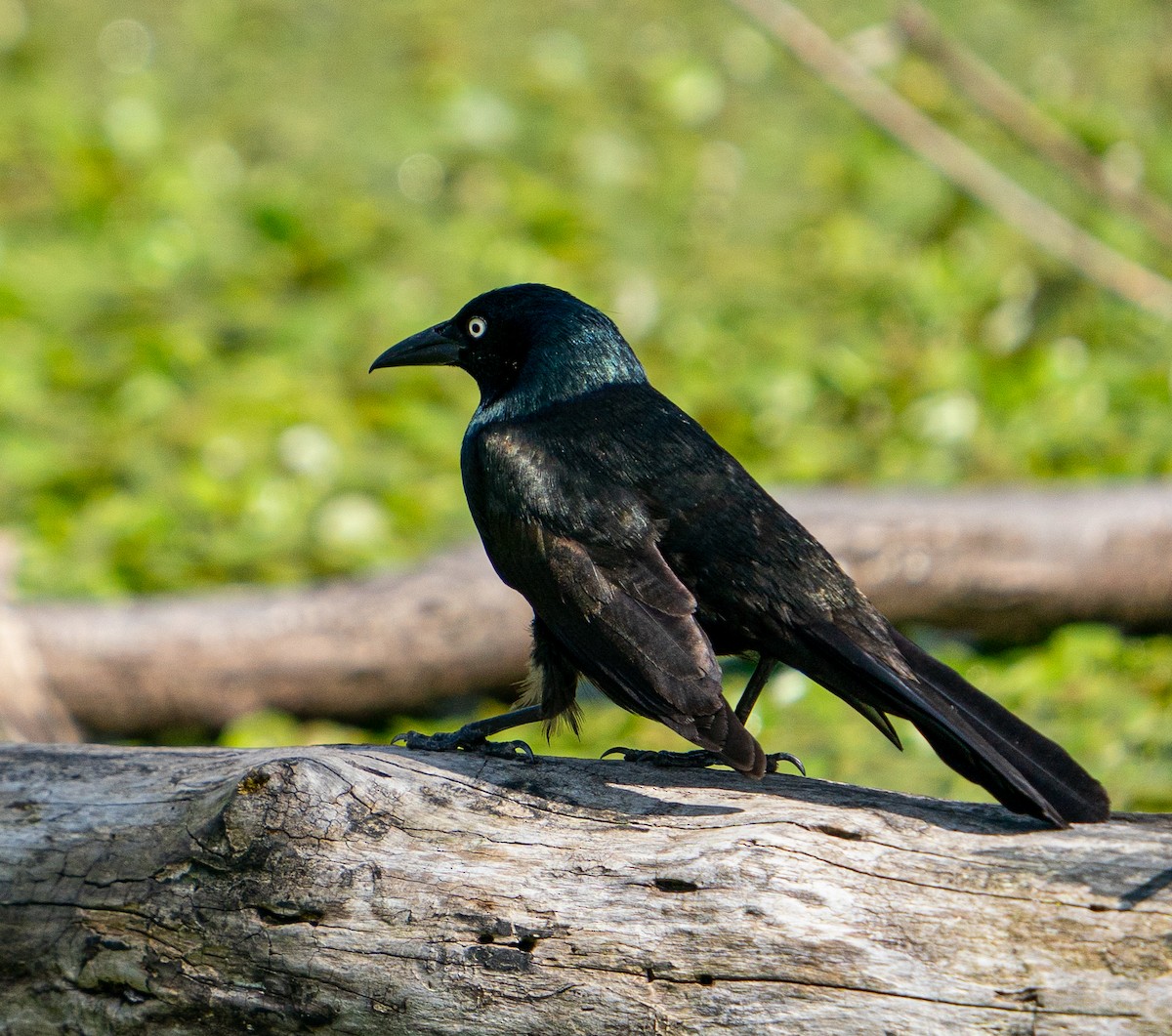 Common Grackle - Art Webster