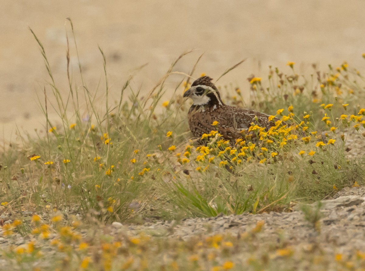 Northern Bobwhite - Anne Heyerly