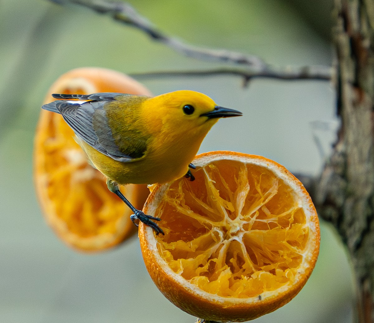 Prothonotary Warbler - Art Webster