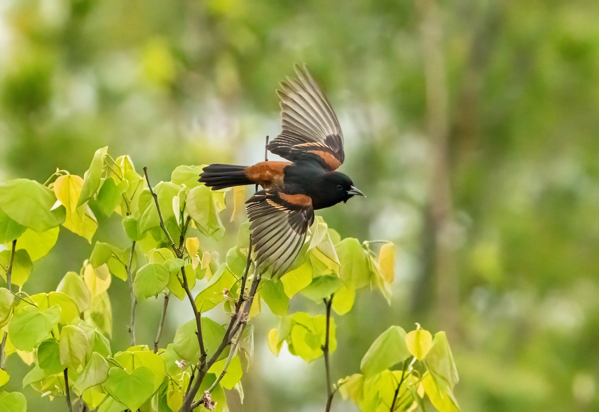 Orchard Oriole - ML619453801