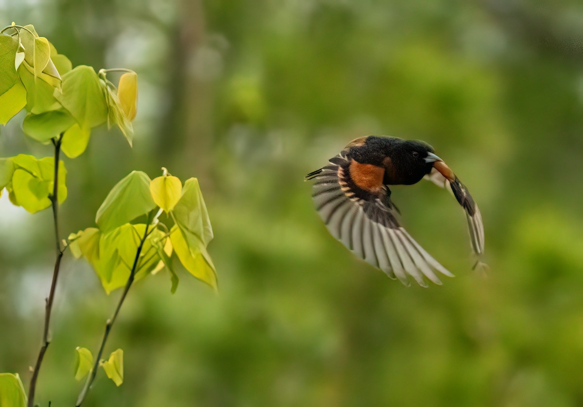 Orchard Oriole - ML619453802