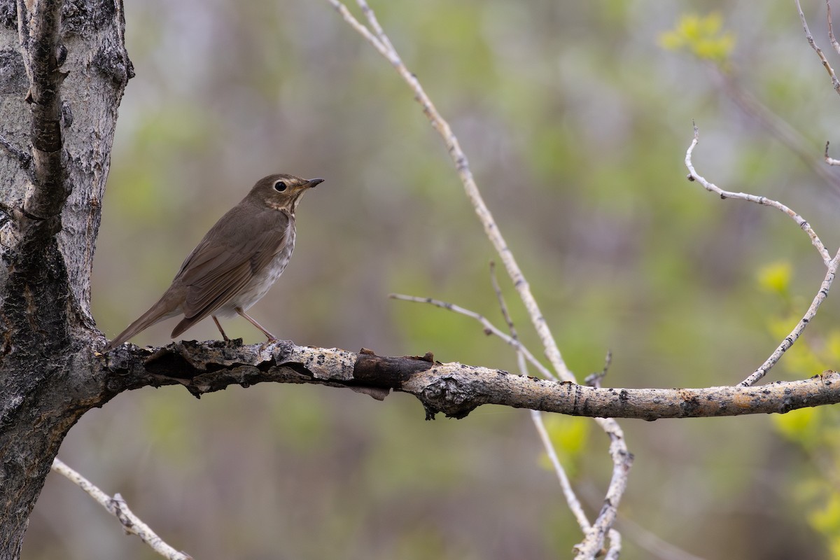 Swainson's Thrush - David R. Scott