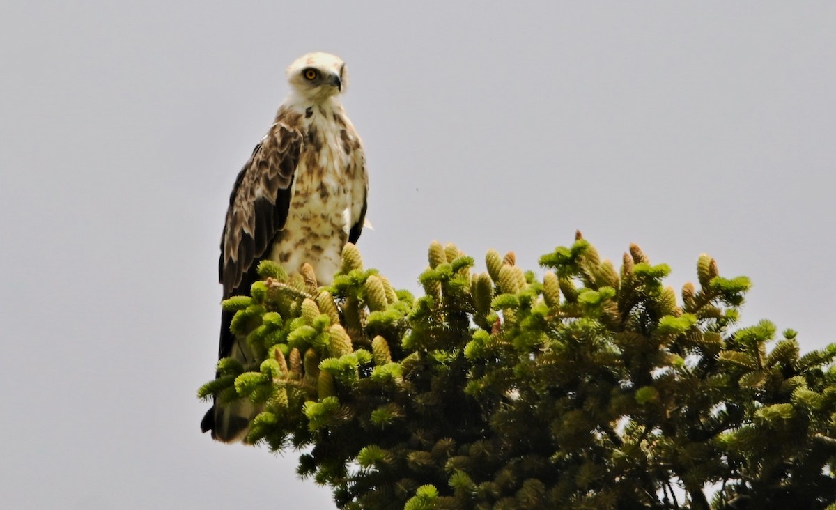 Short-toed Snake-Eagle - Xristos Chris