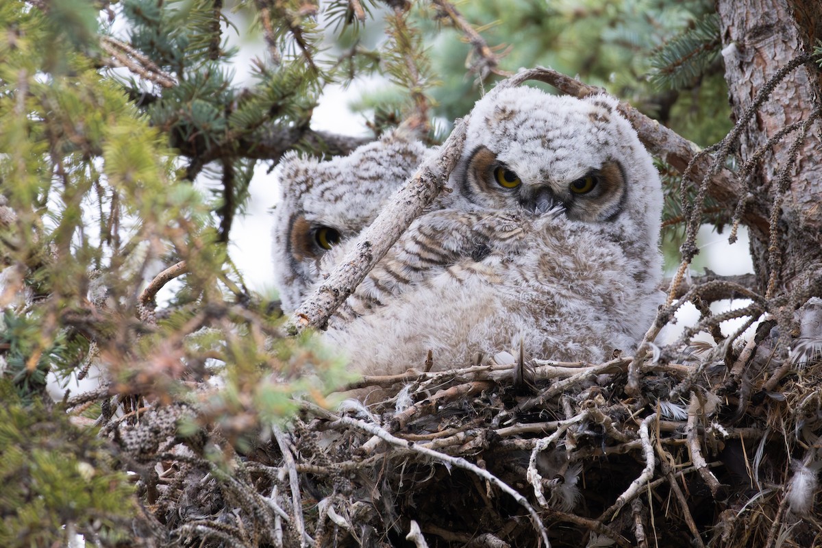 Great Horned Owl - David R. Scott