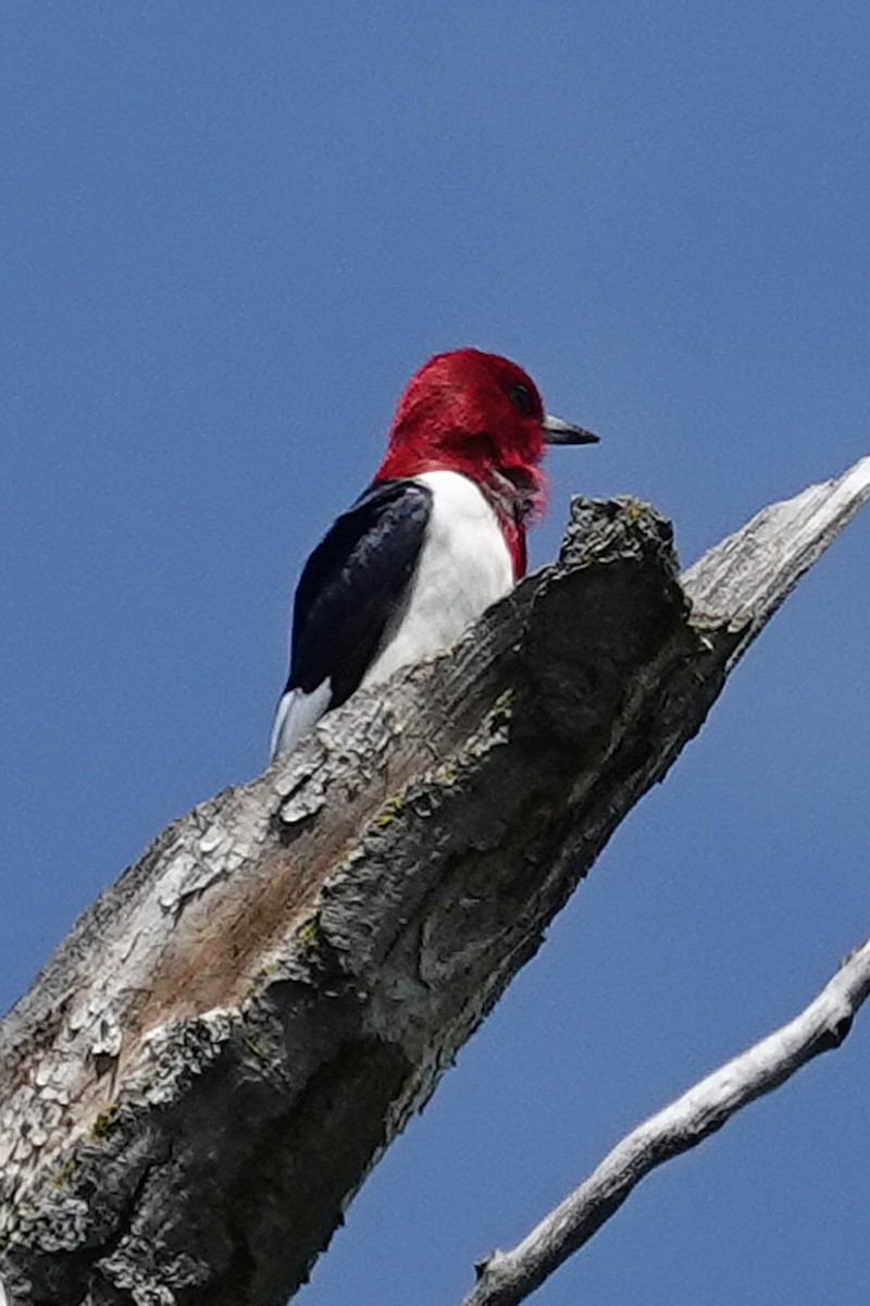Red-headed Woodpecker - ML619453821