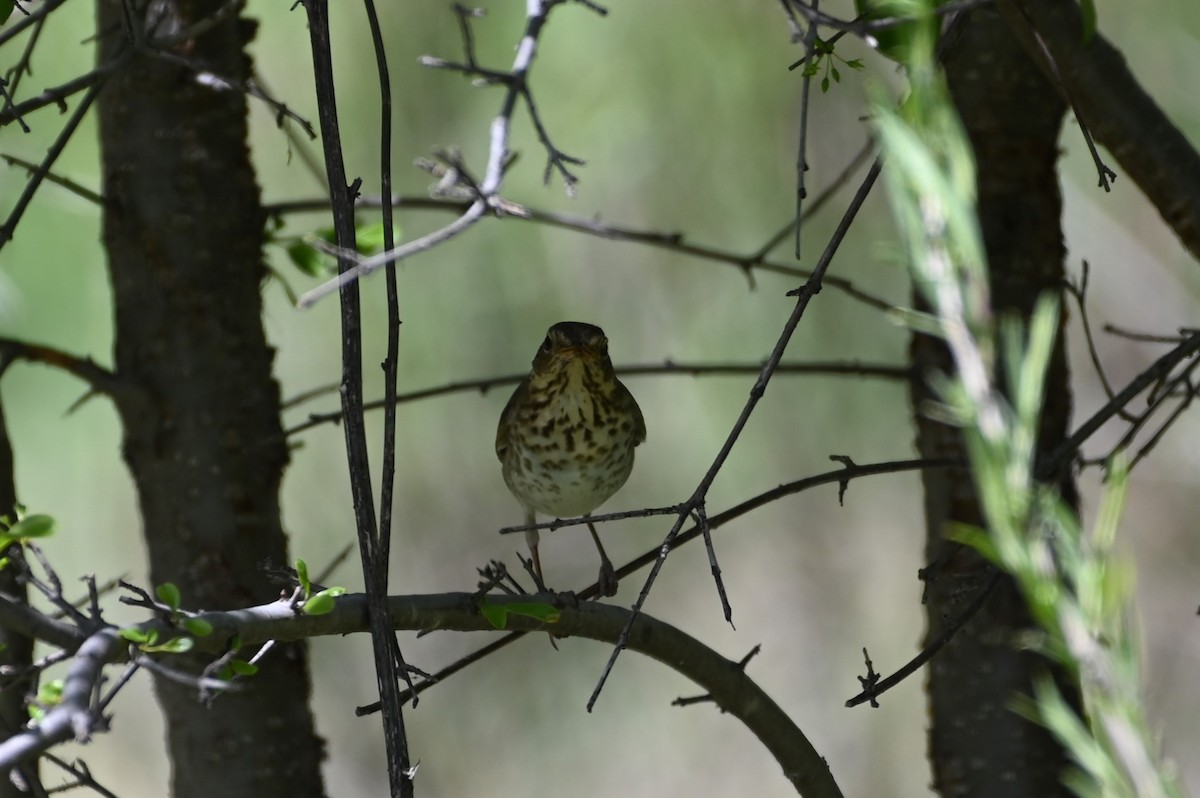 Swainson's Thrush - ML619453829