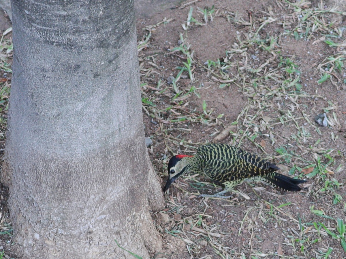 Green-barred Woodpecker - Paulo Krieser