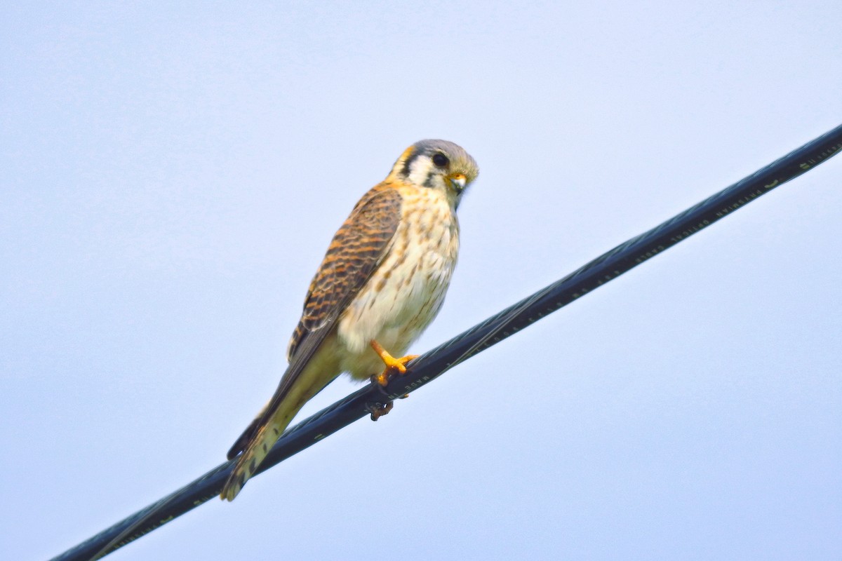 American Kestrel - Jarvis Shirky