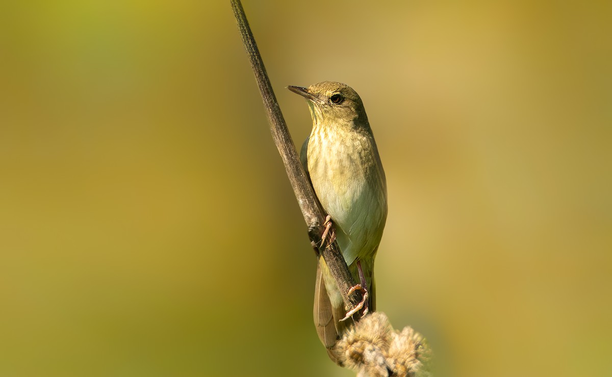 River Warbler - Michał Grądcki