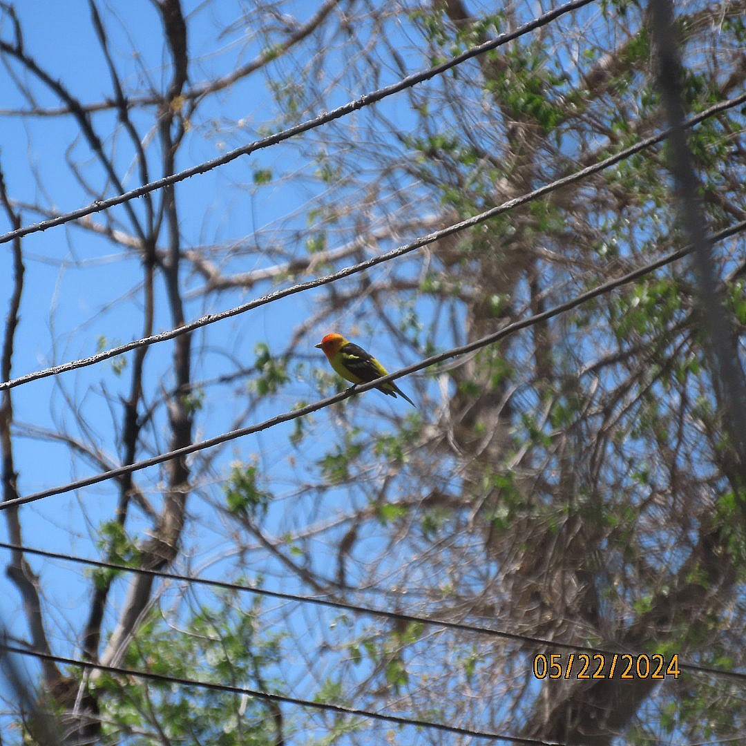 Western Tanager - Anonymous