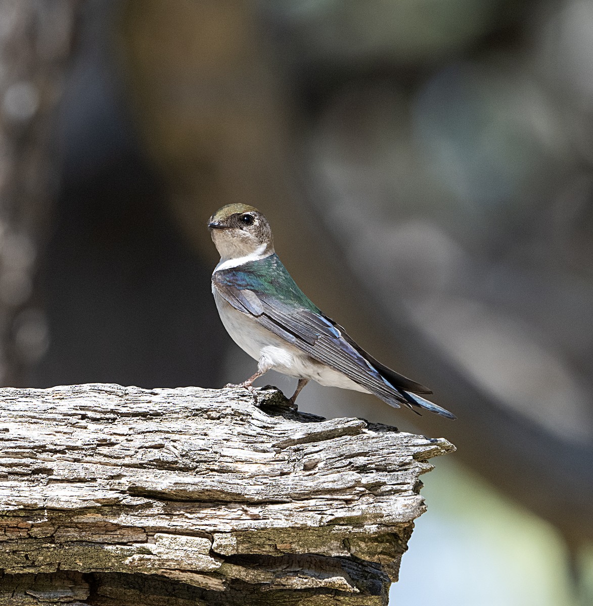 Violet-green Swallow - Terry  Hurst