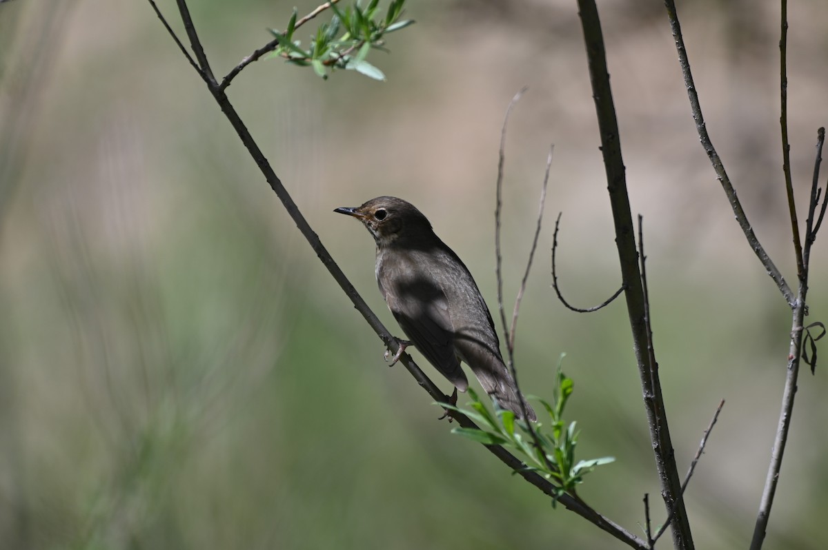 Swainson's Thrush - Brendan Beers