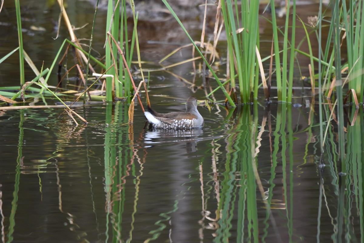 Gallinule à face noire - ML619453858