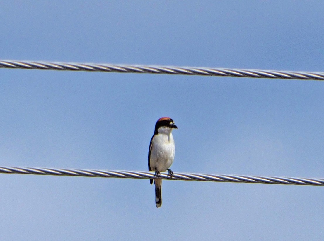 Woodchat Shrike (Balearic) - Brian Carruthers