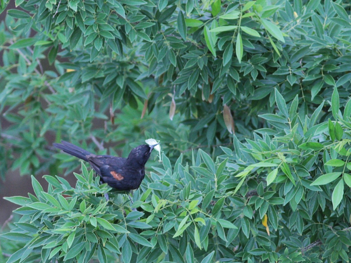 Variable Oriole - Paulo Krieser