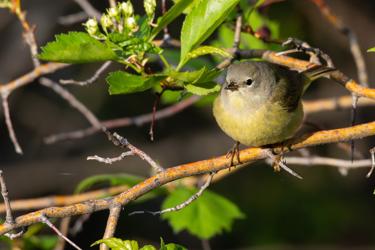 Orange-crowned Warbler - David R. Scott