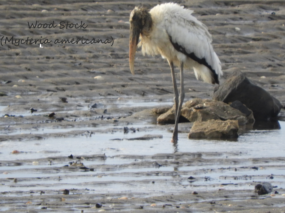 Wood Stork - Manuel Murillo Alcedo