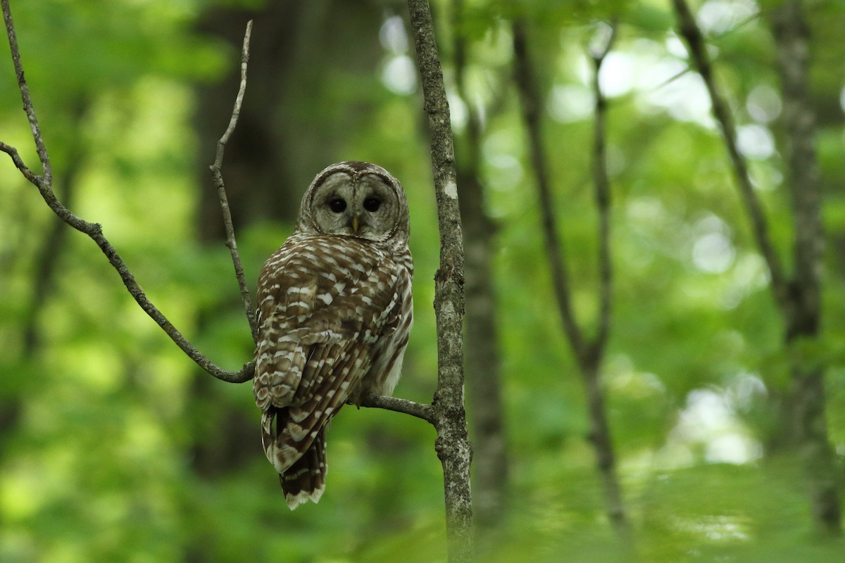 Barred Owl - ML619453925