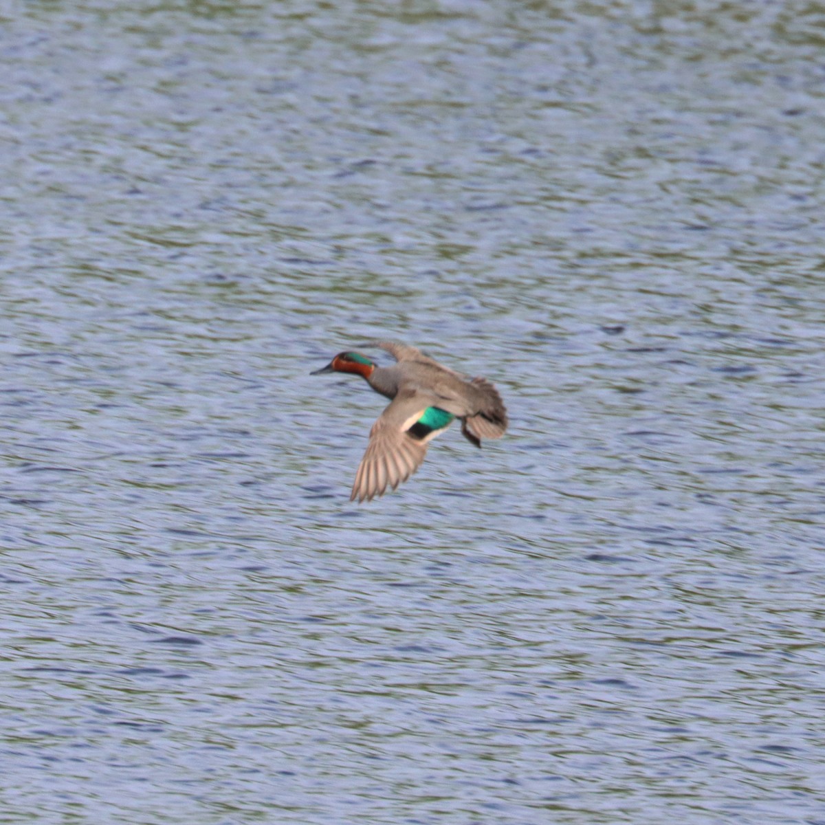 Green-winged Teal - ML619453926