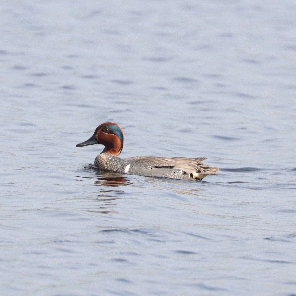 Green-winged Teal - François Smith